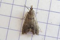 Diplopseustis perieresalis