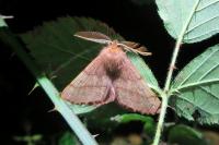 Colotois pennaria