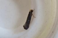 Monopis imella
