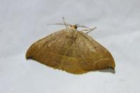 Watsonalla binaria/uncinula