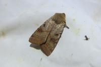 Agrochola lychnidis