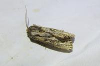 Aporophyla australis