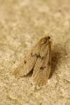 Apaidia mesogona