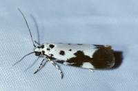 Ethmia quadrillella