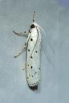 Myelois circumvoluta