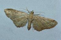 Eupithecia millefoliata