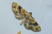 Eupithecia linariata