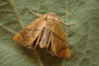 Apoda limacodes