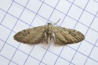 Eupithecia innotata