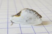 Cilix hispanica