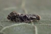 Nemapogon granellus