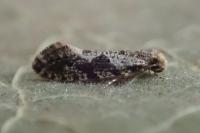 Nemapogon granellus
