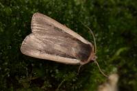 Ochropleura leucogaster