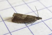 Dichrorampha acuminatana