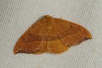 Watsonalla cultraria