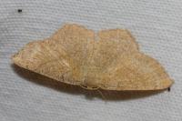 Cyclophora ruficiliaria
