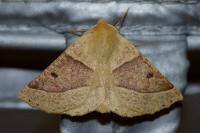 Crocallis elinguaria