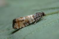 Piniphila bifasciana