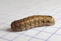 Peridroma saucia