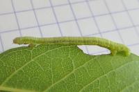 Ennomos fuscantaria