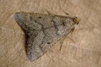 Bostra obsoletalis