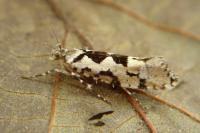 Ypsolopha sequella