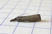 Platytes cerussella