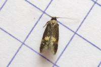 Borkhausenia minutella