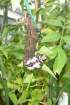 Acherontia atropos
