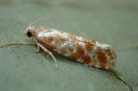 Rhyacionia pinicolana