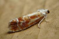 Rhyacionia buoliana