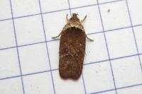 Agonopterix cnicella