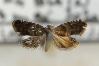 Strophedra nitidana
