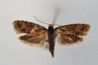 Rhyacionia miniatana/pinivorana