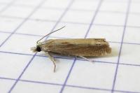 Eucosma obumbratana