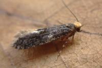 Monopis laevigella