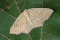 Cyclophora ruficiliaria