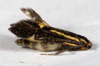 Esperia sulphurella