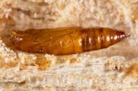 Esperia sulphurella