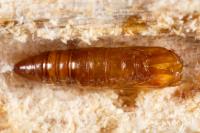 Esperia sulphurella