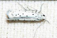 Yponomeuta cagnagella