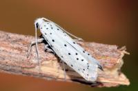 Yponomeuta cagnagella
