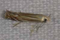 Isophrictis corsicella