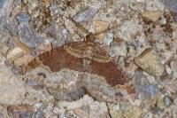 Xanthorhoe spadicearia
