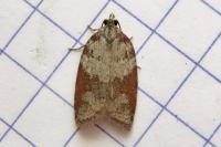 Acleris sparsana