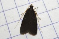 Homaloxestis briantiella