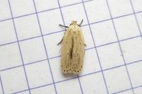 Agonopterix pallorella