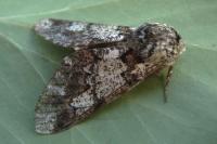 Biston strataria