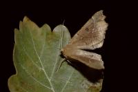 Odontopera bidentata