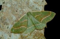 Hylaea fasciaria